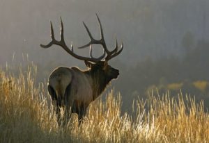 Elk Hunting for Beginners