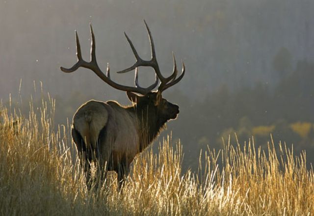Elk Hunting In Colorado – 6 Things to Consider When Hunting In Colorado