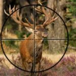 elk hunting scope