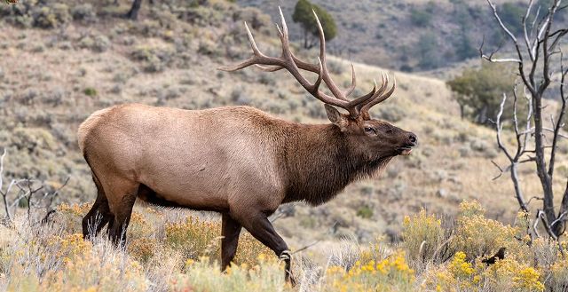 elk hunitng tips