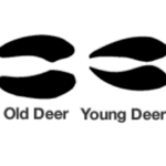 Deer Footprint