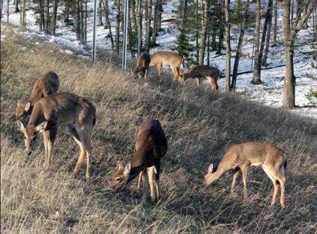 Early Season Deer Hunting Tips for US Hunters