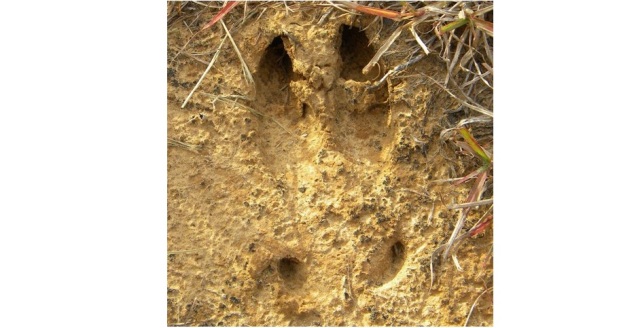 Hog Tracks