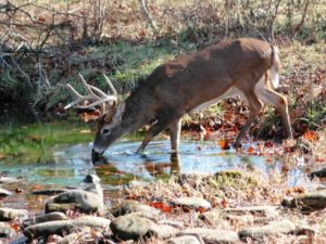 How To Find Deer