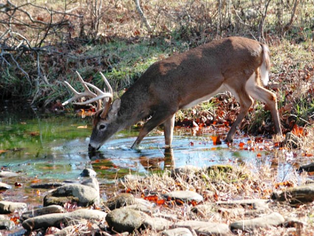7 Tips On How To Find Deer