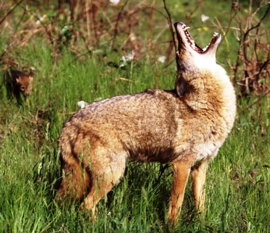 8 Tips on How to Hunt Coyotes