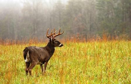 How to Hunt Deer – 10 Effective Strategies