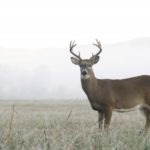 morning deer hunting tips