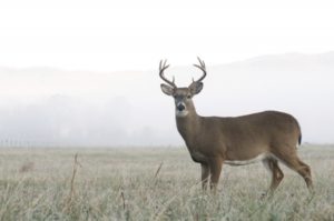 morning deer hunting tips