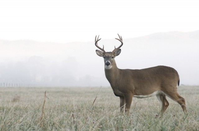 6 Best Morning Deer Hunting Tips That Will Change Your Hunt