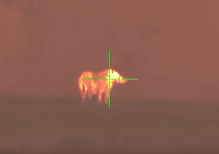 Thermal Imaging Hog Hunting