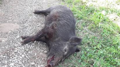 A Dead Feral Hog