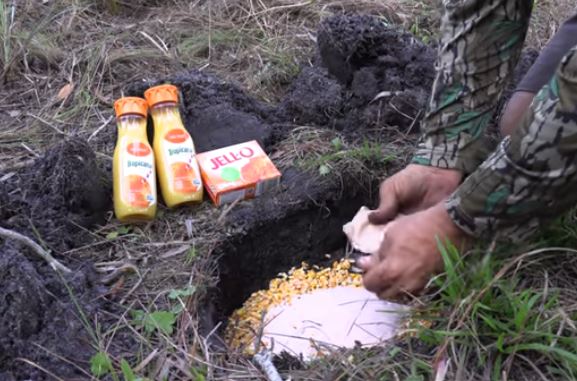 How to Bait Hogs Quick with Corn and Jello