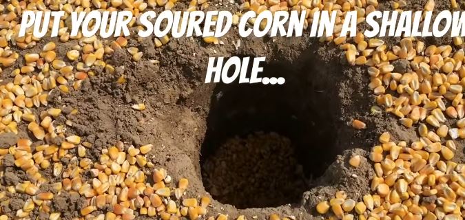 How to Bait Hogs Quick by placing corn in shallow ground.