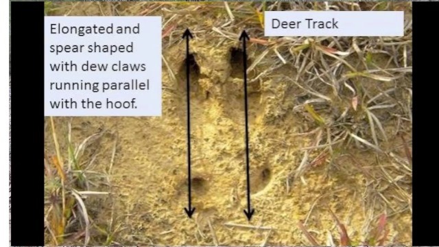 deer tracks