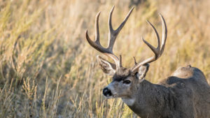 Best Places to Elk Hunt in Canada