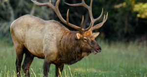 Guided Elk Hunting