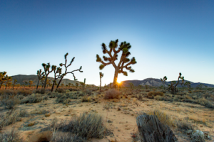 Joshua Tree Camping in the Southwest of California 