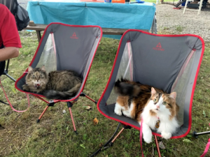 CAMPING WITH A CAT: Make sure your destination is pet-friendly.