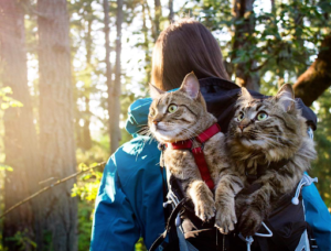 GUIDING FOR CAMPING WITH A CAT