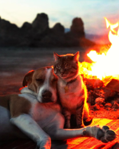 CAMPING WITH A CAT: Watch the campfire