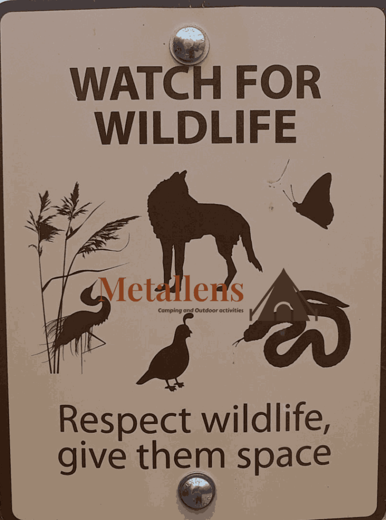 Respect Wildlife When Camping Mentallens