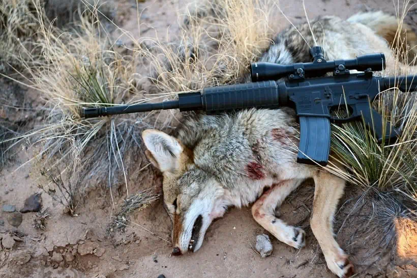 best rifle scopes for coyote hunting